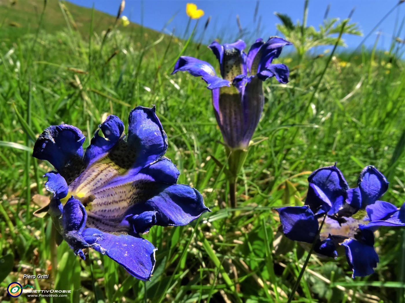 17 Gentiana acaulis (Genziana di Koch).JPG